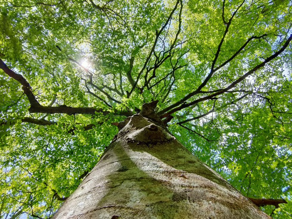 Focus sur la forêt exceptionnelle de la SainteBaume Amélie Verdebout